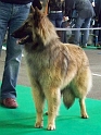 n°107 Estia Bell des loups de la tiarde 5505